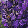 Lavender Fields