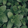 Mighty Mint