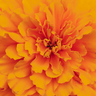 Wild Flower