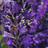 Lavender Fields